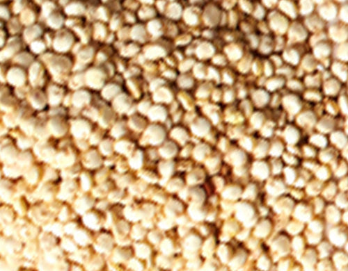  Gluten-free Hydrolyzed Wheat Protein