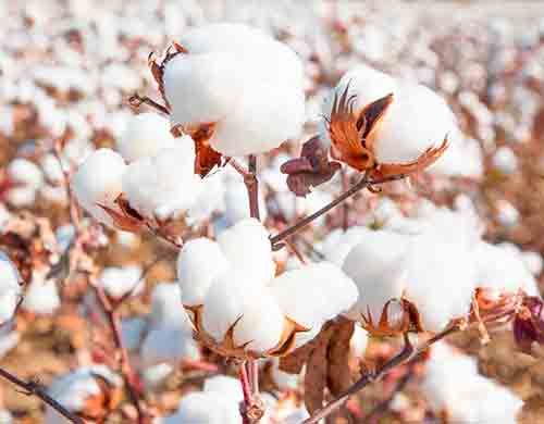 Nordic Cotton