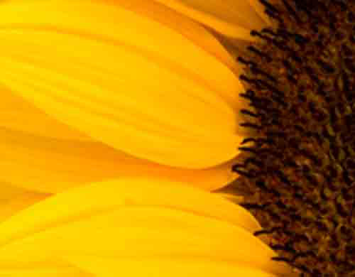 Sun Flower Extract