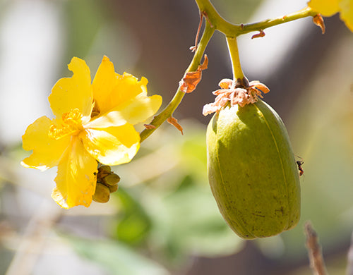 Baobab Oil