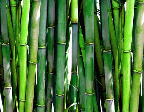 Bamboo Extract