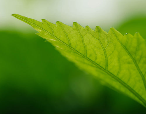  Green Tea Seed Oil