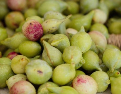 Kakadu Plum