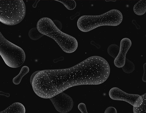 Microbiome Prebiotics