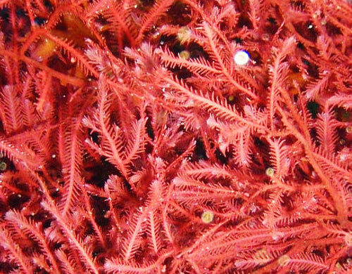  Red Sea Algae