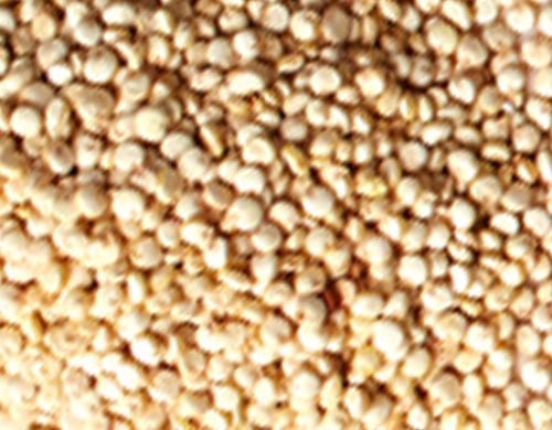  Gluten-free Hydrolyzed Wheat Protein